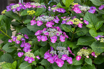 Beautiful pink lacecap hydrangea flowers blooming in the hydrangea temple in early summer.