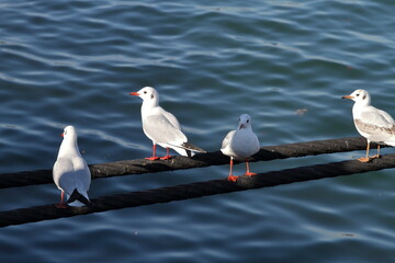 係留ロープにとまるユリカモメ