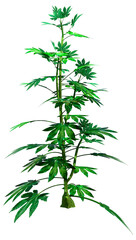 3D Rendering Japanese Aralia Plant on White