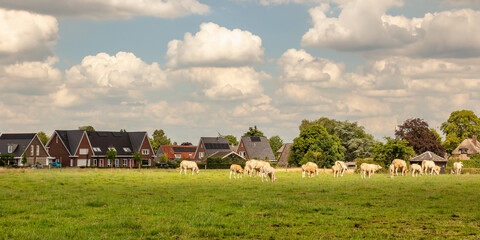Agricultural grass field with cows in front of Dutch modern luxury houses in summer