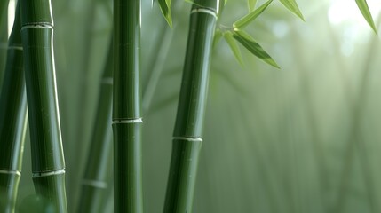 Obraz premium Experience the serene beauty of bamboo forest landscapes, where towering stalks and dappled sunlight create a tranquil sanctuary of natural elegance. Illustration, Image, , Minimalism,
