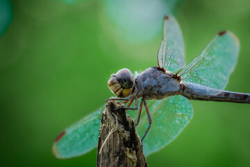 I photographed where the dragonfly bent its body and became semicircular shape.