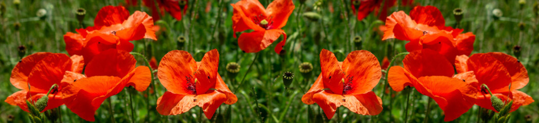 Field of poppy flowers papaver rhoeas in spring.