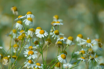  Medicinal chamomile flowers with white petals around yellow centers on thin green stems.