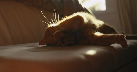 Orange Cat stretching and sunbathing 