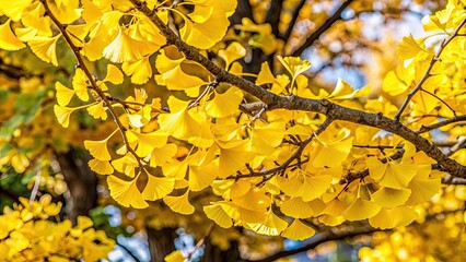Obraz premium of yellow ginkgo leaves changing color in the fall season, ginkgo, leaves, yellow, autumn, nature, seasonal, change, foliage