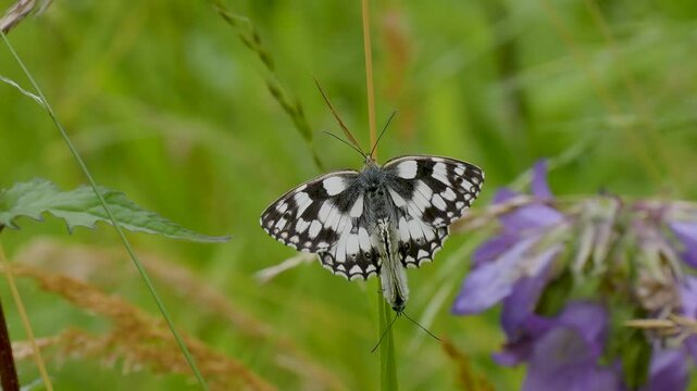 Marbled White Butterflies Mating on a Grass Stem