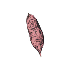 Sweet potato vector sketch, hand drawn illustration of one ripe yam farm batata vegetable, pink tuber plant natural food