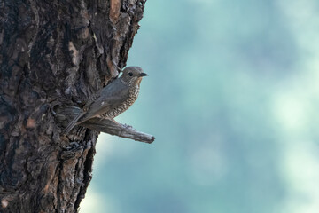 Female blue-capped rock thrush in Binsar in Uttarakhand, India