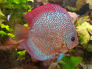 Symphysodon (colloquially known as discus or discus fish) is a genus of cichlids native to the Amazon river basin in Brazil.