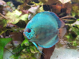 Symphysodon (colloquially known as discus or discus fish) is a genus of cichlids native to the...