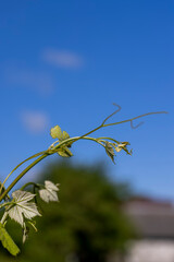 grape plantation with green leaves of grapes in summer