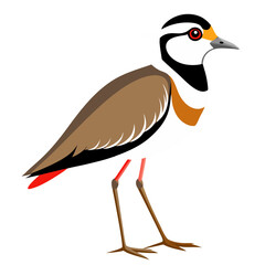 Obraz premium black and white bird