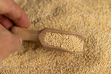 not cooked healthy quinoa porridge grains