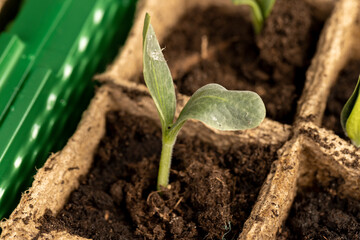 the first sprouts of pumpkin and watermelon in paper pots