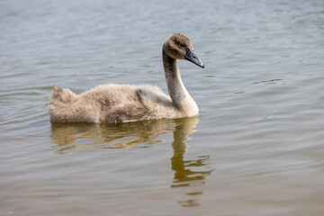 young swans in gray down swim on the lake