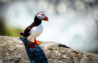 Puffin on the Famous Island of Runde in the Western Part of Norway