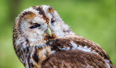 Portrait of a Tawny Owl