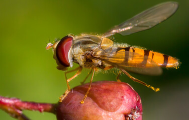 Close-up of a Hoverfly Covered with Grains of Pollen