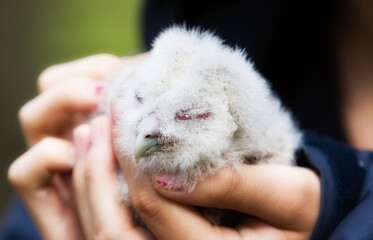 Image of Tawny Owl Owlet, Taken on Occasion of Banding