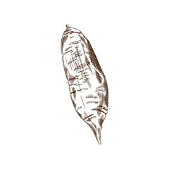 A vector botanical illustration with a hand-drawn black and white sketch of fresh sweet potatoes