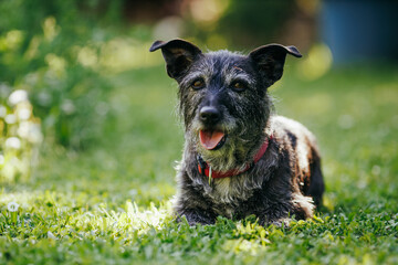 Cute Black Terrier Older Dog Resting on the Lawn