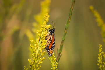 Monarch butterfly on a flower