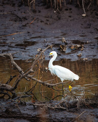 Snowy egret in a creek