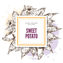 Sweet potatoes, flowers and leaves engraved vector square label design. Hand drawn illustration of ripe yam whole and slice, farm vegetable batatas. Agriculture tuber plant, natural healthy food