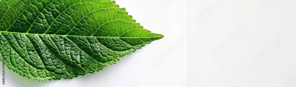 Poster a close-up of a green leaf on a blurred greenery background under sunlight with bokeh and copy space