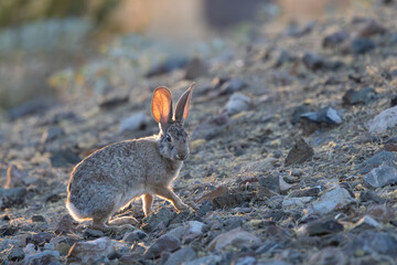 A desert cottontail in evening light on the desert floor