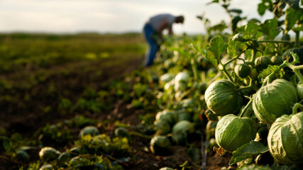 Tomatillos being harvested on the farm