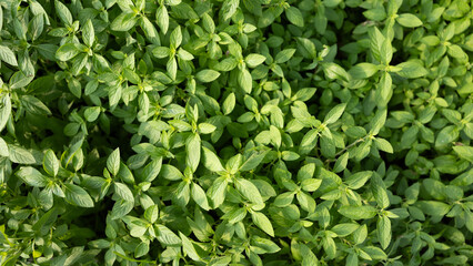 A lush green plant with many leaves , Mint
