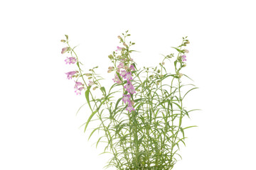 closeup of beard tongue plant isolated
