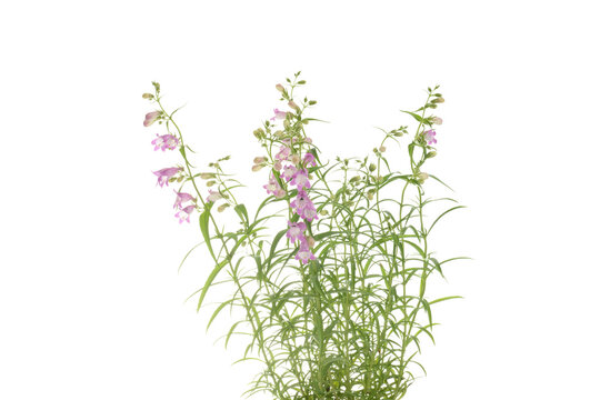 closeup of beard tongue plant isolated