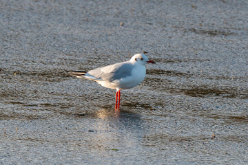 Mouette rieuse,.Chroicocephalus ridibundus, Black headed Gull
