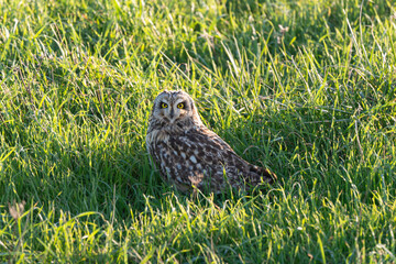 Hibou des marais, Hibou brachyote, Asio flammeus, Short eared Owl, region Pays de Loire; marais Breton; 85, Vendée, Loire Atlantique, France