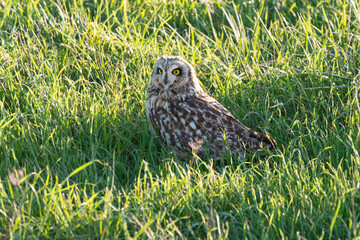 Hibou des marais, Hibou brachyote, Asio flammeus, Short eared Owl, region Pays de Loire; marais Breton; 85, Vendée, Loire Atlantique, France