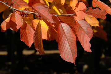 Prunus avium, Merisier