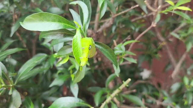 A small green inchworm is eating the tree leaf. Animal action in nature 4K footage, close-up and selective focus.