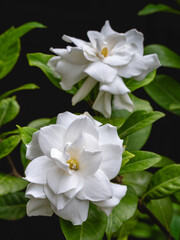 Closeup view of gardenia jasminoides aka Cape jasmine bright white scented flowers blooming...