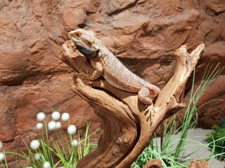 Blue-tongued skinks comprise the Australasian genus Tiliqua, which contains some of the largest members of the skink family (Scincidae).