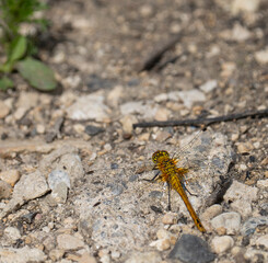 Female Ruddy darter (Sympetrum sanguineum) perched on stoney ground