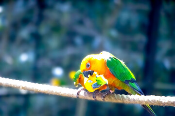 Two green parakeets are sitting for taking food in the park