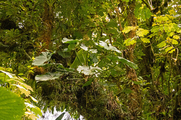 Fototapeta premium rainforest plants in the Monteverde rigion in Costa Rica