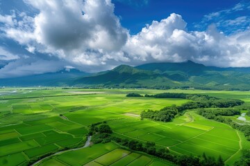 Aerial View of Lush Green Rice Paddies in Japan