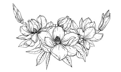 Composition of magnolia flowers. Sketch using black and white lines.

