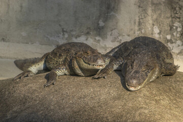 crocodile couple sleeping (Jacaré)