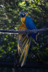 Macaw (Arara) in profile
