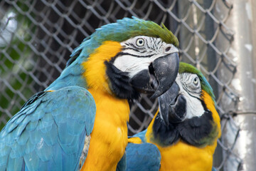 Macaw (Arara)